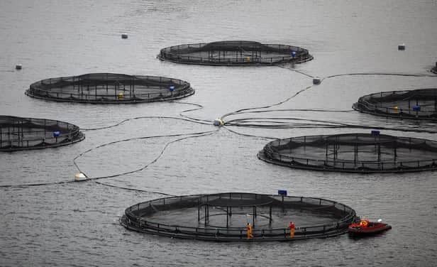 A new online early warning system to help identify and share data on potentially harmful organisms in Scotland's coastal waters could help seafood producers fight back against climate change, scientists say.