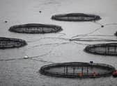 A new online early warning system to help identify and share data on potentially harmful organisms in Scotland's coastal waters could help seafood producers fight back against climate change, scientists say.