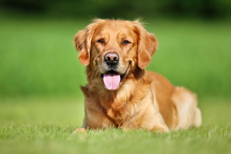 The Golden Retriever's kind, friendly, and confident temperament has made it a favourite family pet for years. Originally bred to retrieve waterfowl, they have a natural love of water and are amiable to everyone they meet. They are considered one of the most obedient dogs and they are always eager to please.
