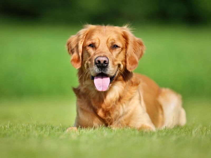 The Golden Retriever's kind, friendly, and confident temperament has made it a favourite family pet for years. Originally bred to retrieve waterfowl, they have a natural love of water and are amiable to everyone they meet. They are considered one of the most obedient dogs and they are always eager to please.