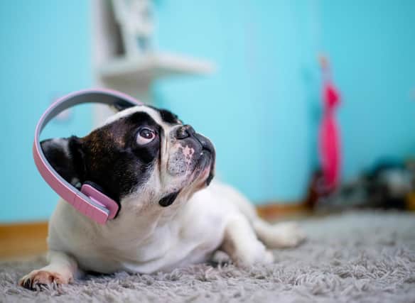 Many dogs - including the cute French Bulldog - have remarkably sensitive hearing.