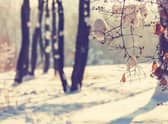 The start of winter is marked by two different dates - a meteorological and an astronomical date (Photo: Shutterstock)