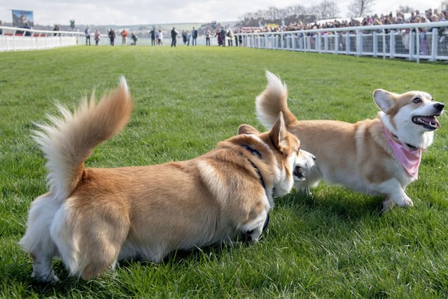 Participants take part in the Corgi Derby at Musselburgh Racecourse as part of its Easter Saturday race day celebration.