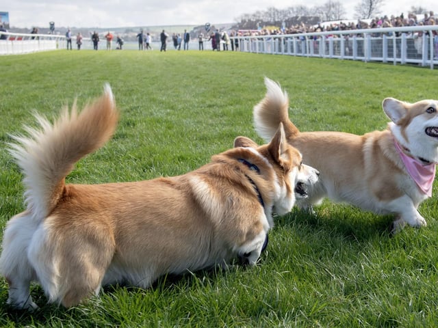 Participants take part in the Corgi Derby at Musselburgh Racecourse as part of its Easter Saturday race day celebration.