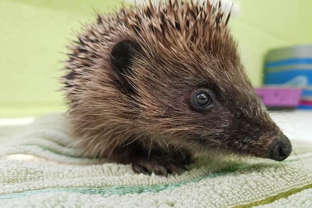 SSPCA: Charity caring for more than 100 hedgehogs appeals for food donations