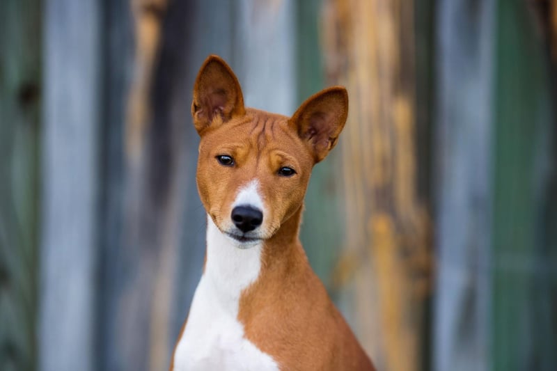 The Basenji is a type of hunting dog originally from South Africa and makes a strange yodelling noise instead of barking. It also has a very short hypoallergenic coat that sheds very little and needs hardly any grooming.