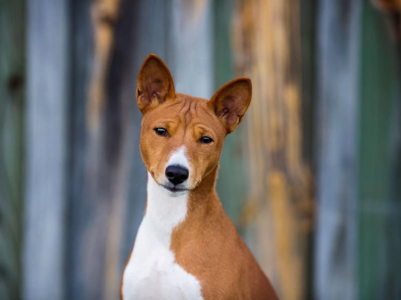 The Basenji is a type of hunting dog originally from South Africa and makes a strange yodelling noise instead of barking. It also has a very short hypoallergenic coat that sheds very little and needs hardly any grooming.