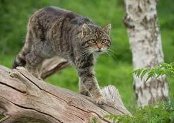 Conservation groups warn that the Scottish wildcat is on the verge of becoming genetically extinct.