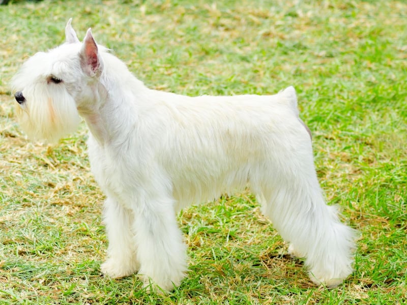 The Old English name of Alfie is fourth most popular with Schnauzer owners. It means 'wise elf'.
