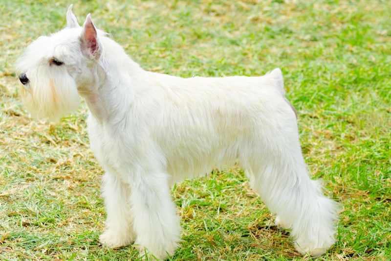 The Old English name of Alfie is fourth most popular with Schnauzer owners. It means 'wise elf'.