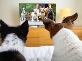 Be warned - your four-legged friend may not like what happens to the canine lead in many of these films.