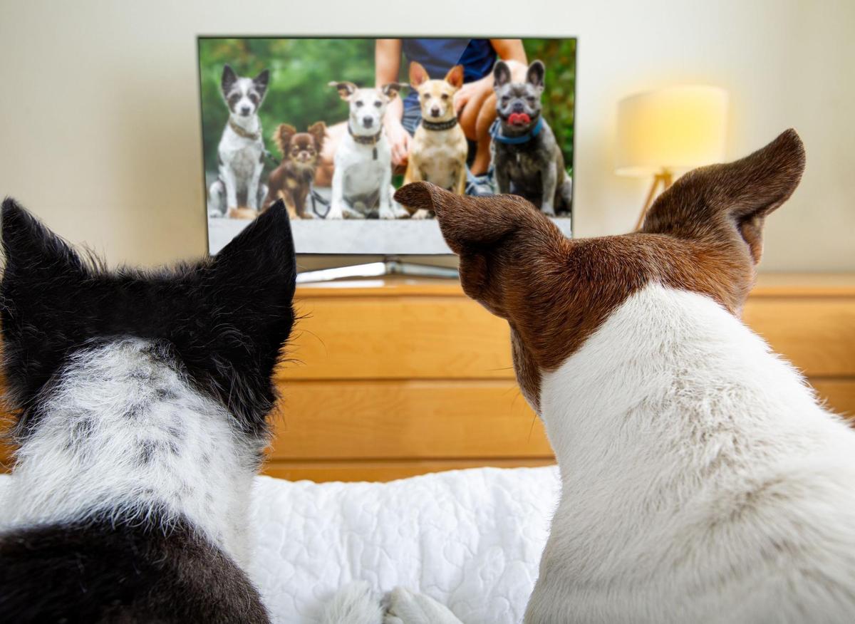 Sad Dog Films: Here are the 10 movies starring adorable dogs most likely to make you cry - including Marley & Me and Homeward Bound | The Scotsman Sad Dog Films: Here are the 10 movies starring adorable dogs most likely to make you cry - including Marley & Me and Homeward Bound | The Scotsman