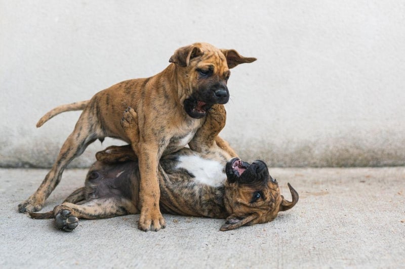 Affectionate and docile when relaxing with its owner, the Presa Canario becomes a completely different animal when threatened. Wary of strangers, it's a breed that can be aggressive and so is one probably best avoided when looking for a family pet.