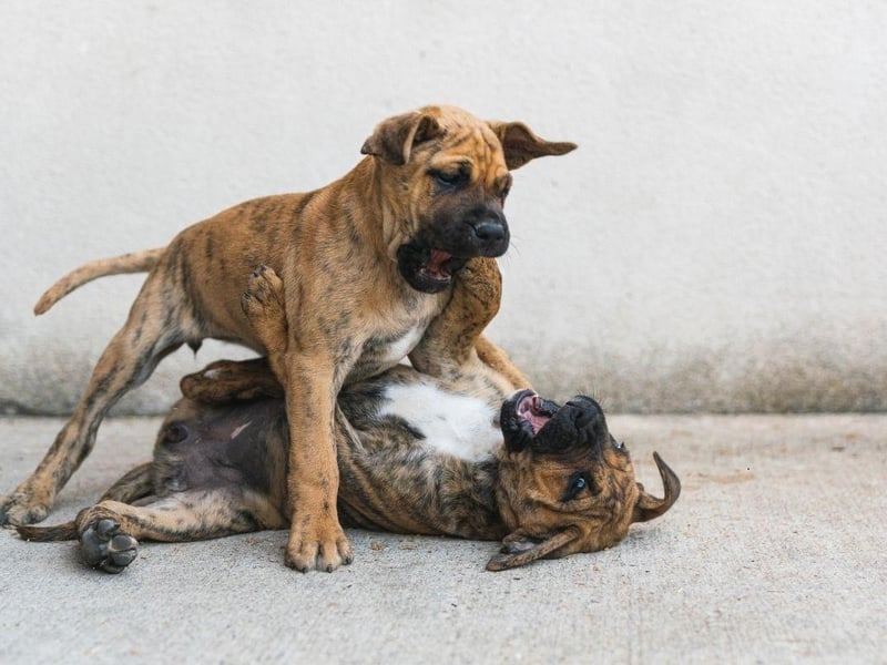 Affectionate and docile when relaxing with its owner, the Presa Canario becomes a completely different animal when threatened. Wary of strangers, it's a breed that can be aggressive and so is one probably best avoided when looking for a family pet.