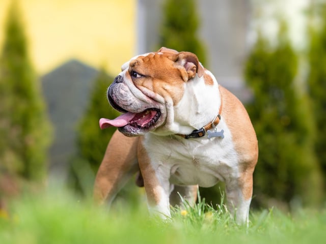 With 3,673 registrations between January and March, 2021, the Bulldog comes fourth when it comes to popularity. The Bulldog has been one of the breeds that has thrived over lockdown - with demand up by almost 20 per cent.