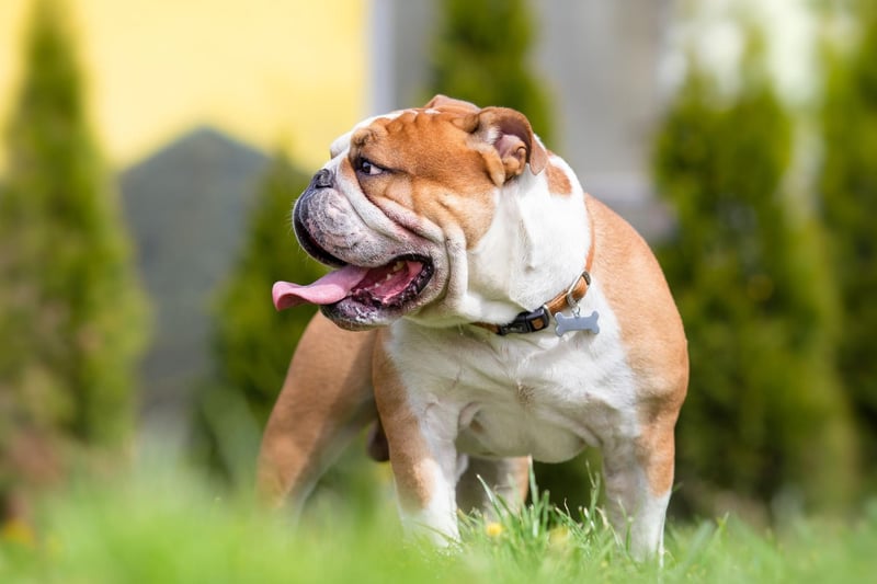 With 3,673 registrations between January and March, 2021, the Bulldog comes fourth when it comes to popularity. The Bulldog has been one of the breeds that has thrived over lockdown - with demand up by almost 20 per cent.