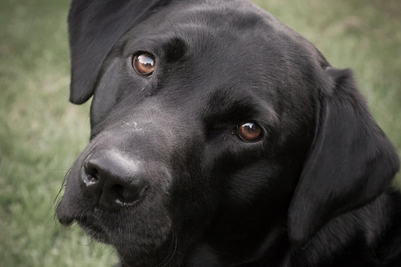 Perhaps not surprisingly, Labradors take the top spot. These exceptionally, loyal, loving and friendly dogs have earned their place as one of the nation's favourite breeds. Their intelligence, patience and gentle nature has made them a perfect guide dog and service dog as well as family pet. Labradors love water, companionship, and food - they are the most likely dog to be obese. So it's best to keep them active and well exercised.