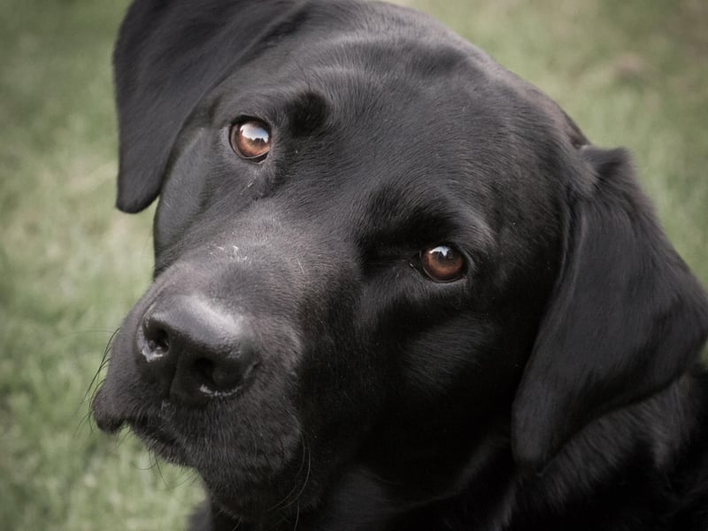 Perhaps not surprisingly, Labradors take the top spot. These exceptionally, loyal, loving and friendly dogs have earned their place as one of the nation's favourite breeds. Their intelligence, patience and gentle nature has made them a perfect guide dog and service dog as well as family pet. Labradors love water, companionship, and food - they are the most likely dog to be obese. So it's best to keep them active and well exercised.