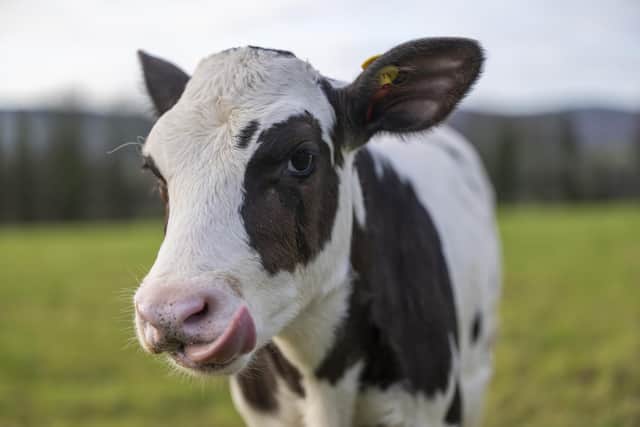 Hilda is part of the Cool Cows project, which aims to establish a nucleus of highly methane-efficient animals