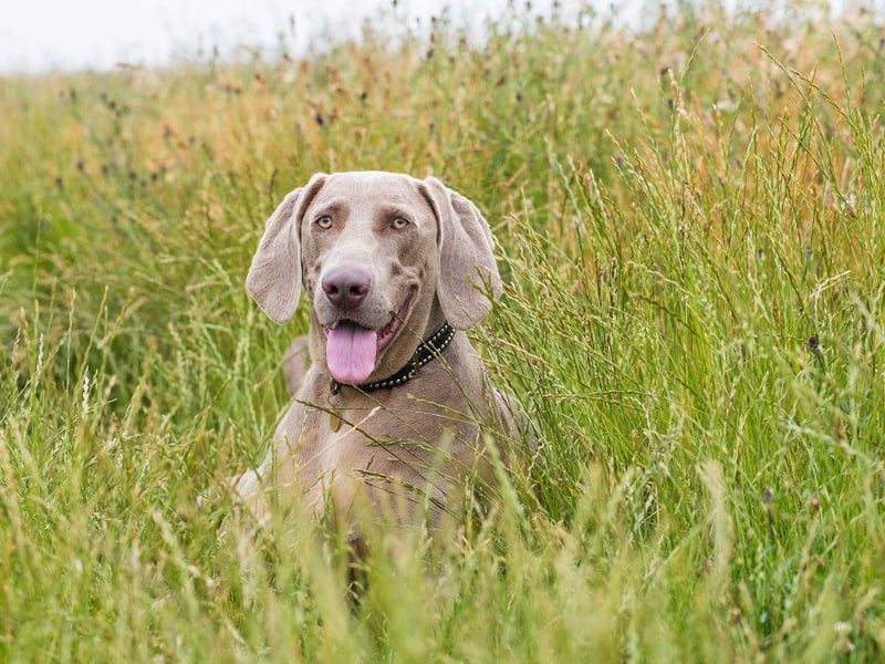 With some dogs, such as Labradors, once you've trained them the habits instilled last a lifetime. Then there are breeds like the Weimaraner where training is a process that is ongoing for their entire lives.