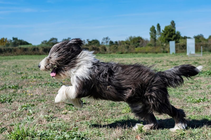 A speedy breed that is always full of energy, the Bearded Collie is one of the most fearsome competitors when it comes to dog sports, including agility tests and obstacle courses at dog shows. There were 268 UK registrations last year.