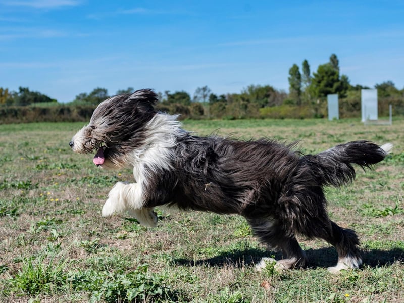 A speedy breed that is always full of energy, the Bearded Collie is one of the most fearsome competitors when it comes to dog sports, including agility tests and obstacle courses at dog shows. There were 268 UK registrations last year.