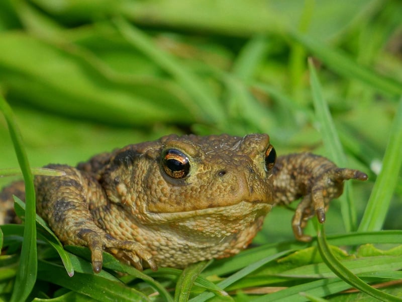 Unlike frogs, toads only visit water to breed - with the warmer weather in March (or April depending on temperatures) triggering a mass migrations of toads taking on the dangers of roads and pavements to return to their ancestral breeding ponds. Look out for them making the dash on a damp drizzly evening and give them a helping hand if you see any in trouble - many areas have annual toad crossing patrols to see them safely on their way.