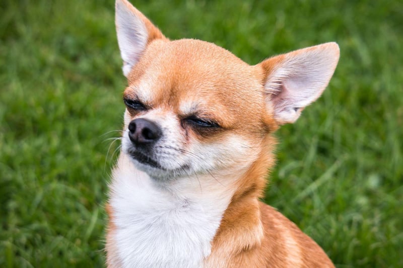 Chihuahuas live on average for longer than any other beed of dog. Megabyte, from the USA, died in 2014 at the age of 20 years and 265 days.