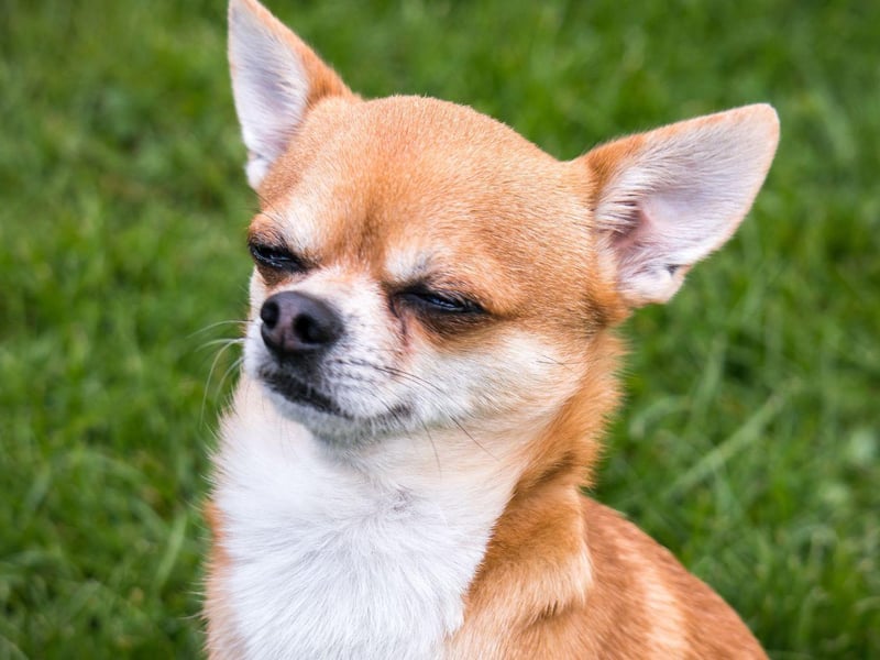 Chihuahuas live on average for longer than any other beed of dog. Megabyte, from the USA, died in 2014 at the age of 20 years and 265 days.