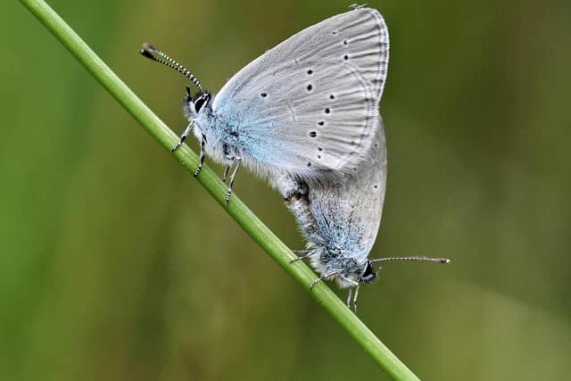 The small blue’s upper wings are dark grey with a very light dusting of blue scales and the undersides are pale grey with black spots