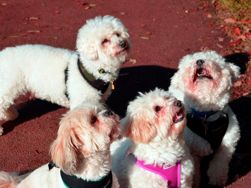 During the French Revolution many Bichon Frise owners were imprisoned or executed, leaving their beloved pets to wanter the streets. Street entertainers trained them to perform tricks, leading them to become popular circus performers, appearing in shows all over France.