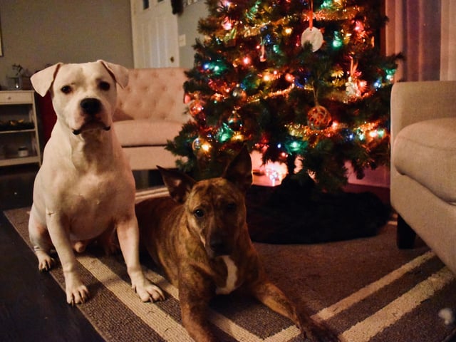 It’s lovely to treat our dogs to their own special Christmas meal. They’ve smelt the cooking for hours so they want to experience the flavours of your labours. Resist temptation to give your furry friends something different for Christmas and stick to a raw food diet. Instead pop some leftover turkey and greens to their next meal or use it as a reward for recall practice.