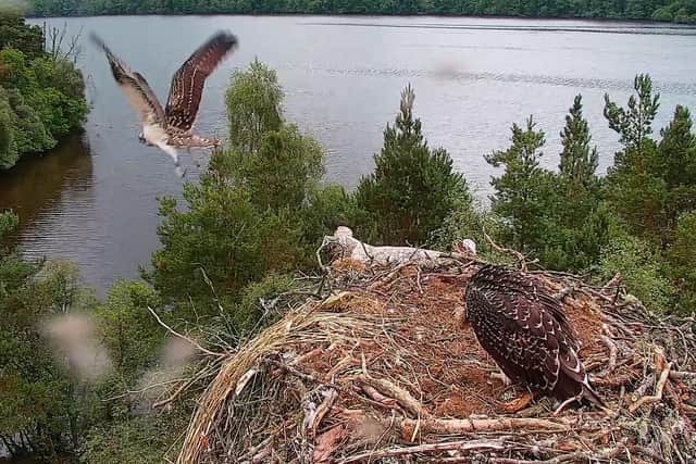 Blue, the elder of two chicks born this year at Loch of the Lowes nature reserve in Perthshire, was captured on film as she took to the skies for the first time