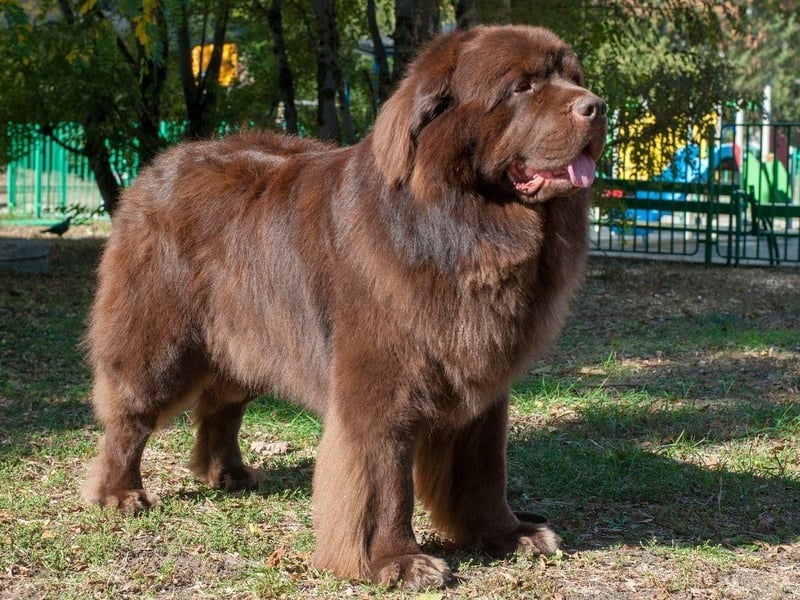 The Newfoundland's huge size is responsible for its most common health problem - a condition called Subvalvular Aortic Stenosis which decreases the blood flow to the heart causing cardiac arrest. They are another breed prone to hip and elbow dysplasia.