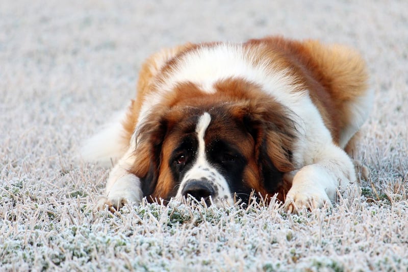 Originally bred for rescue work in the mountains on the Italian-Swiss border, the Saint Bernard tends to live for 8-10 years.