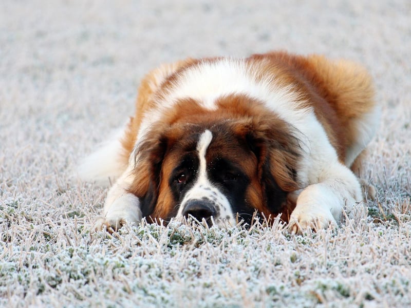 Originally bred for rescue work in the mountains on the Italian-Swiss border, the Saint Bernard tends to live for 8-10 years.