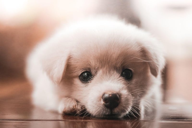 The second most popular female puppy name globally is Bella. The name means 'beautiful' in several languages, including Italian, Spanish and Greek.