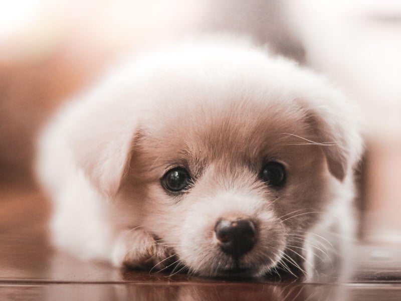 The second most popular female puppy name globally is Bella. The name means 'beautiful' in several languages, including Italian, Spanish and Greek.