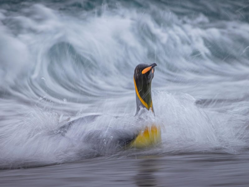 The king penguin is the second largest species of penguin, smaller, but somewhat similar in appearance to the emperor penguin.