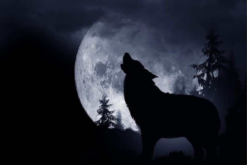 The ‘Wolf Moon’ peaked at 11.07pm on January 6, 2023. Its name is thought to originate from Native American tribes who entitled it as such because it marked the time that howling wolves would make their presence known outside of their settlements.