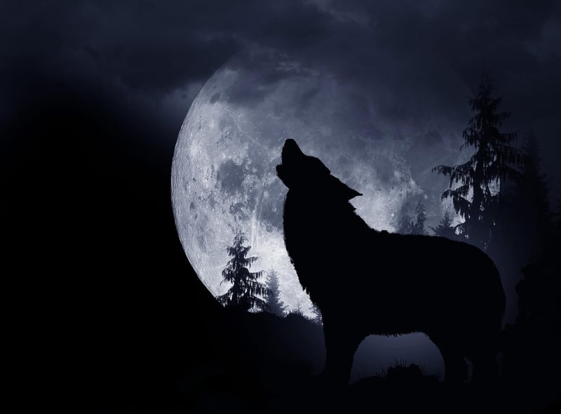 The ‘Wolf Moon’ peaked at 11.07pm on January 6, 2023. Its name is thought to originate from Native American tribes who entitled it as such because it marked the time that howling wolves would make their presence known outside of their settlements.
