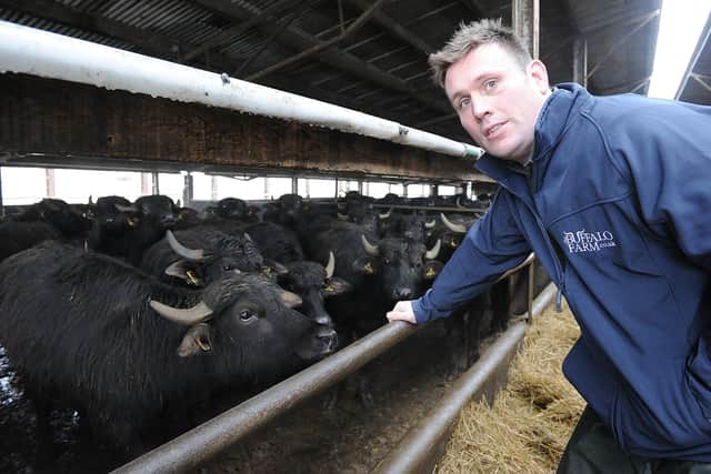 Steve Mitchell, farmer and owner of the Buffalo Farm. Pic: George McLuskie.