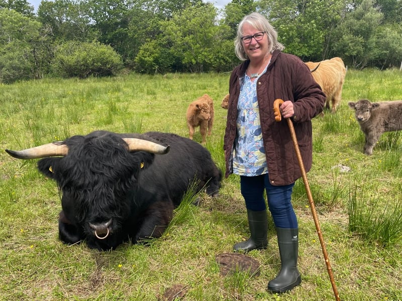 Bull Angus and the herd are generally fairly placid but Morag always carries a stick when out in the field - visitors are given their own during the tours