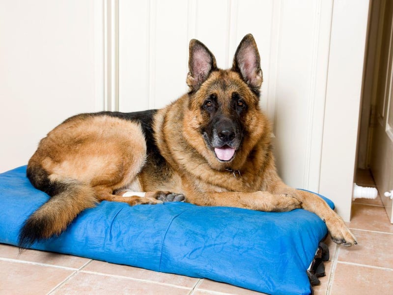 Naturally alert guard dogs, the German Shepherd is also a big shedder, and would be happier protecting you from outside the bedroom door rather than in your bed.