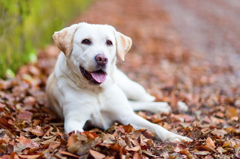 What's true for the Golden Retriever is usually also true for the Labrador Retriever - and that's the case when it comes to allergies. Along with canine atopic dermatitis, Labradors are commonly allergic to foods including soy, eggs, beef, corn, fish and chicken.
