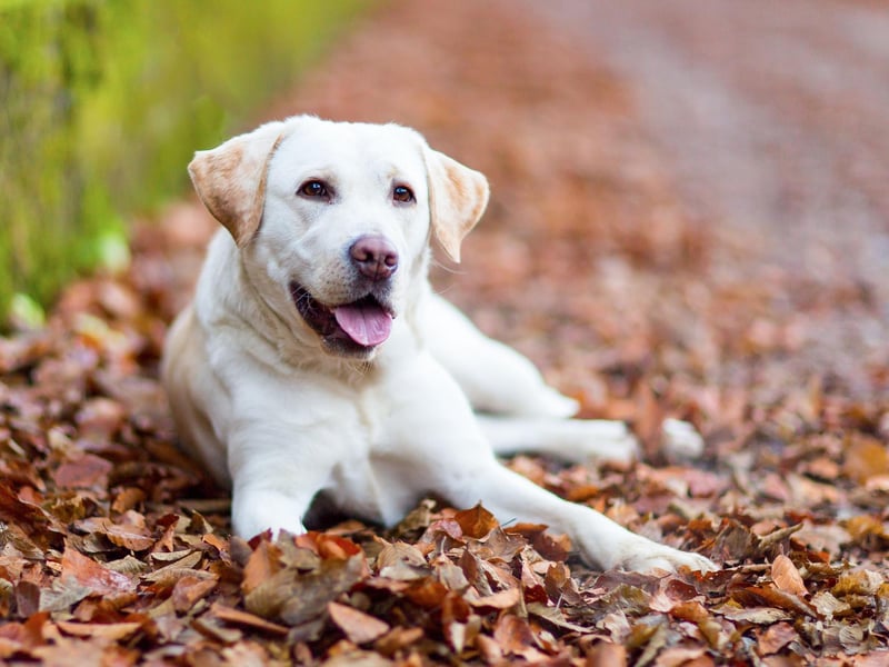 What's true for the Golden Retriever is usually also true for the Labrador Retriever - and that's the case when it comes to allergies. Along with canine atopic dermatitis, Labradors are commonly allergic to foods including soy, eggs, beef, corn, fish and chicken.