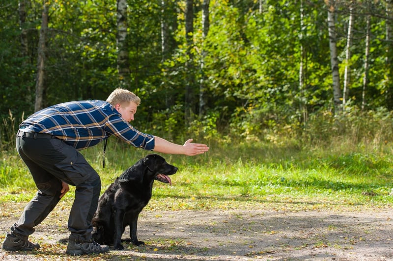 The Labrador Retriever is the most popular dog in the UK and their quick learning and curious nature makes them perfect for guide dogs or hearing dogs.
