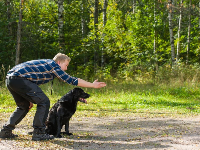 The Labrador Retriever is the most popular dog in the UK and their quick learning and curious nature makes them perfect for guide dogs or hearing dogs.