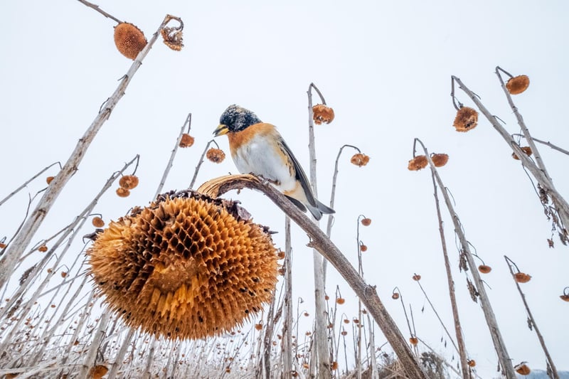 BIRDS IN THE ENVIRONMENT
SUNFLOWER PARADISE
Brambling Fringilla montifringilla. Lower Silesia, Poland. Mateusz Piesiak, Poland. Category: Birds in the Environment. GOLD AWARD WINNER.
Flooding meant that a field of sunflowers could not be harvested, and thousands of birds, including Greenfinches (Chloris chloris), Goldfinches (Carduelis carduelis) and Bramblings, flocked to it in winter. Despite their colourful plumage making them easy targets, when foraging their colours blend with the surroundings, making them hard for predators to spot. Using a wide- angle lens masked with snow and dried sunflowers, I photographed a flock of Bramblings from their perspective, with one perched in front of my camera.
Fujifilm X-T2 with Fujifilm 10–24mm f/4 lens. 10mm; 1/680s; f/11; ISO 1,600.