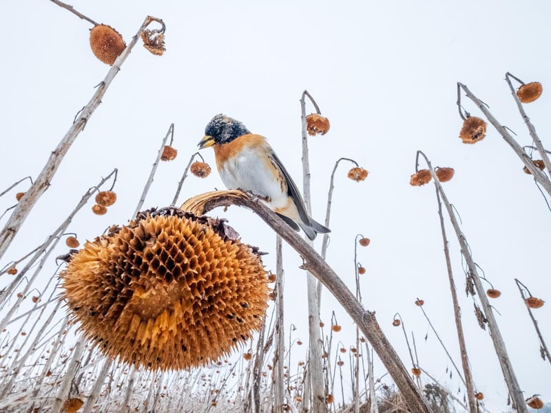 BIRDS IN THE ENVIRONMENT
SUNFLOWER PARADISE
Brambling Fringilla montifringilla. Lower Silesia, Poland. Mateusz Piesiak, Poland. Category: Birds in the Environment. GOLD AWARD WINNER.
Flooding meant that a field of sunflowers could not be harvested, and thousands of birds, including Greenfinches (Chloris chloris), Goldfinches (Carduelis carduelis) and Bramblings, flocked to it in winter. Despite their colourful plumage making them easy targets, when foraging their colours blend with the surroundings, making them hard for predators to spot. Using a wide- angle lens masked with snow and dried sunflowers, I photographed a flock of Bramblings from their perspective, with one perched in front of my camera.
Fujifilm X-T2 with Fujifilm 10–24mm f/4 lens. 10mm; 1/680s; f/11; ISO 1,600.